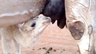 Watch a small camel drinking from his mother's milk