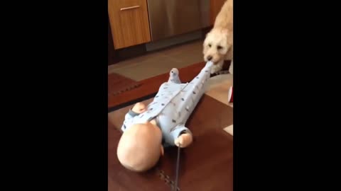 Dog playing with baby - New