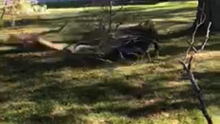 Man falls pulling tree branch