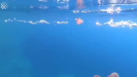 Jelly Fish vs Bubble Ring