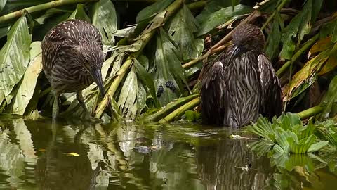 brazilian fauna backcountry wild savacu young wild amazon pantanal brazil