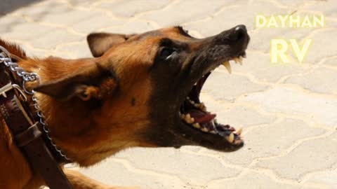 ANGRY DOGS BARKING sound effect HD