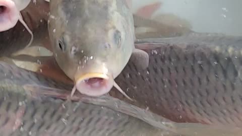 Never Seen!!! l Underwater Big Carp Fish Video In Market#shorts