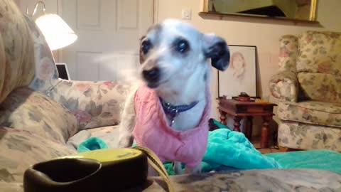 18-year-old dog survives against all odds, still has tons of energy