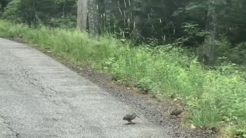 A driver waits while watching a woodcock finish crossing the road. 😂