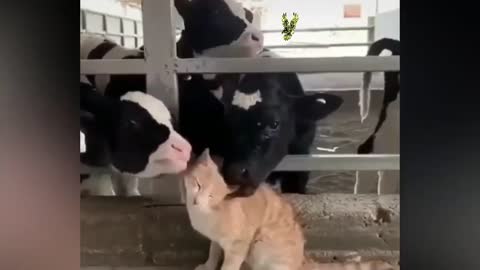 When a cat enjoys being licked by two calves