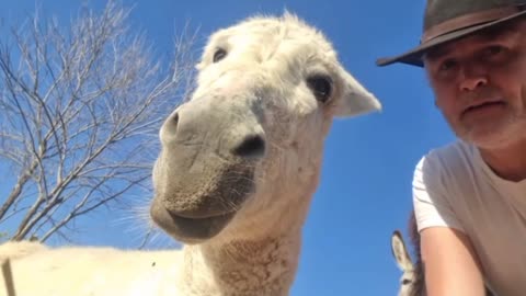 🤣 Horse Sees Himself On Camera 🥰