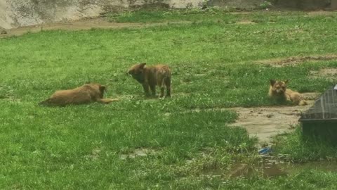 three stray dogs