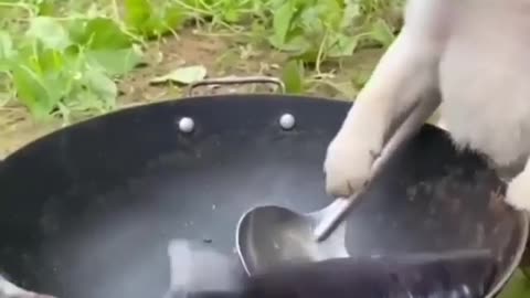 Cute Puppy frying Fish #funny Moments #Viral