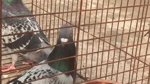 Beautiful pigeon is taking their lunch