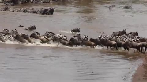 Elephant throw crocodile