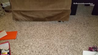 Little black dog under couch takes treat under