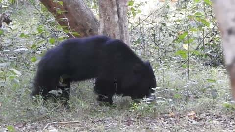 Why sloth bears are termite hunting machines