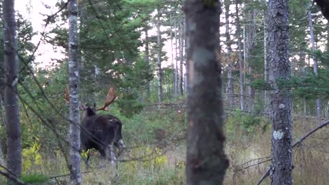 Maine bull moose