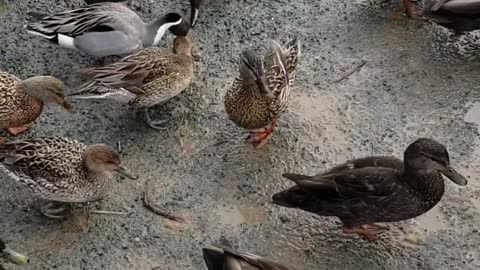 Close up on Flock of Ducks..