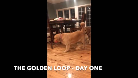 Golden Retrievers Play 'Follow The Leader' Around Kitchen Table