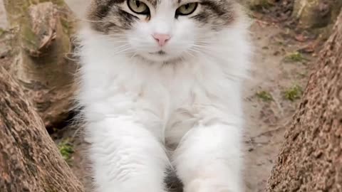 Cat white cat