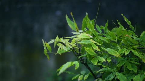 Rainy Forest Day