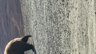 Bear Scratches Back on Large Rock