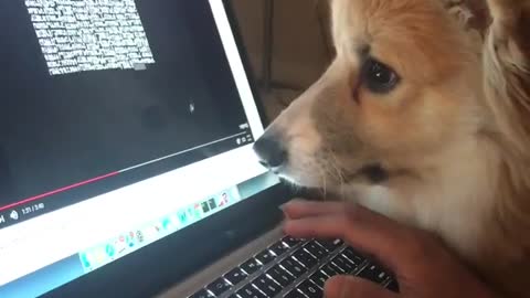 My dog can't resist helping me with my work