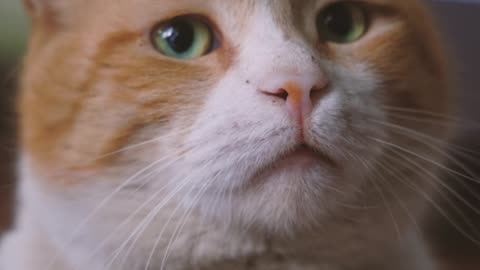 A Close-Up Video of a Cat's Face