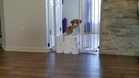 Lieutenant Dan the Two-Legged Dog Jumps Over TP