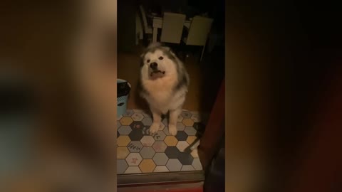 Viral Moment Woman Arrives Home Late And Finds Stern Dog Waiting Behind The Door