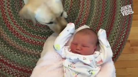 Cute Baby Playing With Dogs Compilation - Baby Pets Video