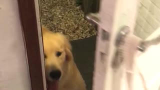 Dog opening the door several times