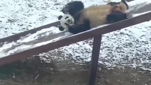 Panda sliding down the slide Video