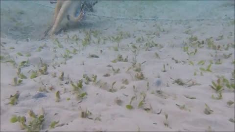 Could a fishing net stop a Octopus ……..Look #shorts #shortvideo #video #virals #videoviral