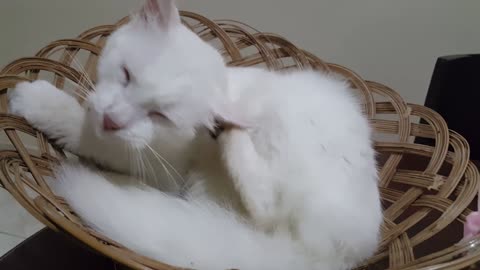 Cat is bed rest very Beautiful video