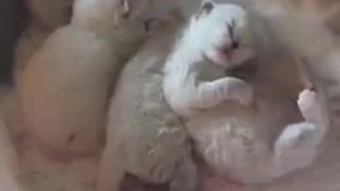 Funniest Animals Real 😹 Best Animals Videos - Try Not To Laugh comedy shorts