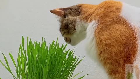 A cat that likes to eat grass