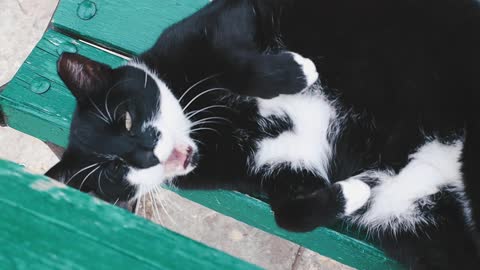 A Black and White Cat Yawning While Lying Down 😺😺