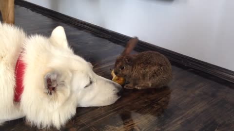 Fearless rabbit stands up to pair of German Shepherds