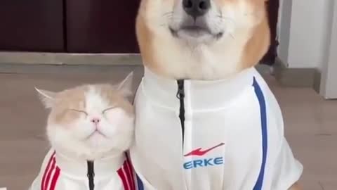 Dog and cat funny video rections