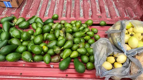 Avocado & Yellow Passionfruit Harvest - Florida Fruits