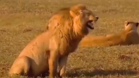 funny lion laughing video