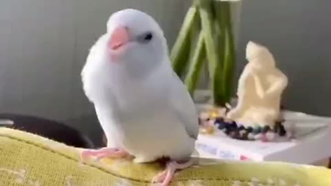 dancing parrot