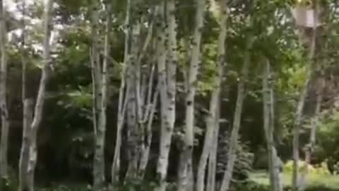 These trees are thin and tall