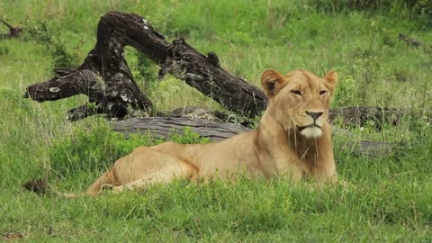 Kruger Park Latest Lion Sightings Today
