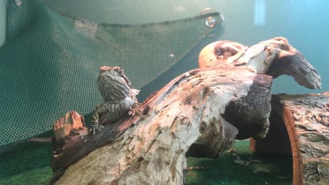 Bearded Dragon On Log In Cage