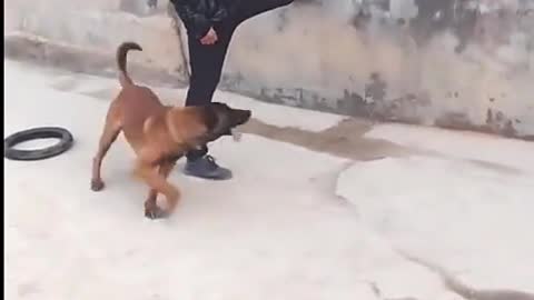 Dog Playing with happy mood Dog Trainig