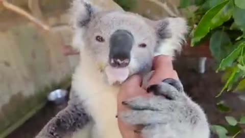 CUTE KOALA COMPILATION