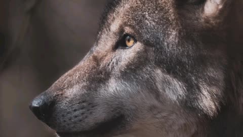 Unique animal wolf