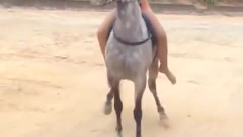 BELICIMO HORSE