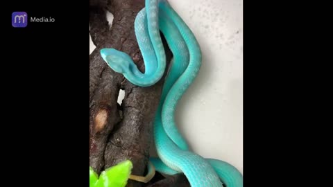 beautiful snake