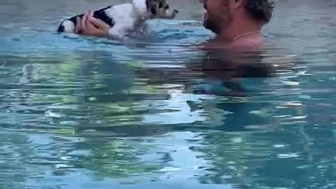 Swimming puppy