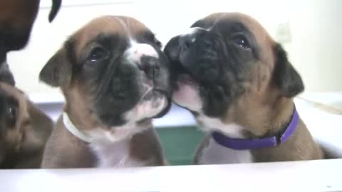 Boxer Puppies Howl (in HD)